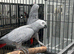 Hand Reared Young African Greys