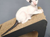 Cornish Rex Kittens Available for Reservation