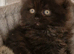 Male kitten British Longhair