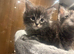 Maine Coon Kittens