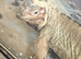 Rhinoceros Iguana