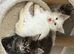 Beautiful TICA reg white female maine coon with blue eyes!