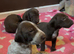 GSP puppies available to reserve