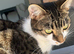 2 years old short haired tabby for sale.