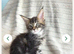 Main coon