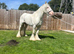 Blue and white ride and drive gelding