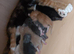 Bsh cross kitten needs forever home