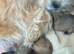 pomchi puppies.