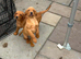 Working labador puppies