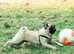 Handsome KC fawn Pug for stud