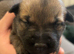 Belgian shepherd puppies