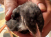 Black rock and bluebell Chicks