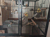 2 birds and large cage for sale.