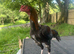 Shamo aseel