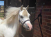 Lovely Welsh A Filly 3yrs