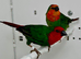Beautiful pairs of Red face parrot finches for sale