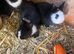 Ready now Adorable Netherland dwarf baby rabbits