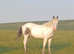 MERLIN ~ yearling colt!