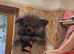 Pomeranian Puppys