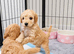 Beautiful Toy Poodle Puppies – 1 Boy & 1 Girl Available