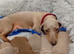 Miniature Dachshund Boys