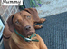 Rhodesian ridgeback looking for their forever homes