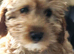 Pup 12weeks