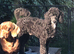 Handsome mini poodle looking for Hes forever sofa