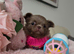 Xx Chihuahua tiny lilac longcoat girl Xx
