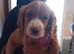 Cocker spaniel