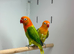 Love birds