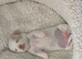 I have 3 adorable little chihuahuas for sale