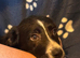 Collie x Huntaway puppies