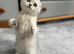 Adorable Scottish Fold Kitten Looking for a Forever Home