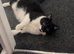 Loving girl in need of a 5 star home