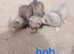 12 baby ferrets