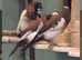 Bengales finches for sale