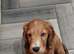 2 cocker spaniel puppies
