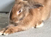 11 month old male rabbit for sale  REGGIE
