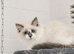 Ragdoll Kitten – 13 Weeks Old male