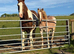 14 month old filly for sale