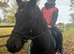 Exceptional New Forest Mare &ndash; Future Prospect