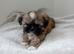 Beautiful Female Shih Tzu Puppy