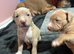American bulldog cross American staff
