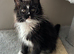 AMAZING HEALTH TESTED TICA REGISTERED MAINE COON KITTENS