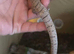 Unrelated Adult Pair Mulga Monitor