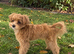 Beautiful Maltipoo Puppies - Ready to Leave Now