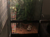 Frog enclosure