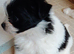 Shih tuz cross pomeranian