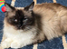 Pure beautiful ragdolls ****last girl****